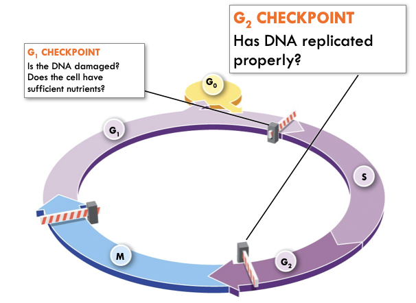 <ul><li><p>Checks for adequate cell size and protein reserves</p></li><li><p>Checks for complete chromosome replication and DNA damage</p></li></ul>