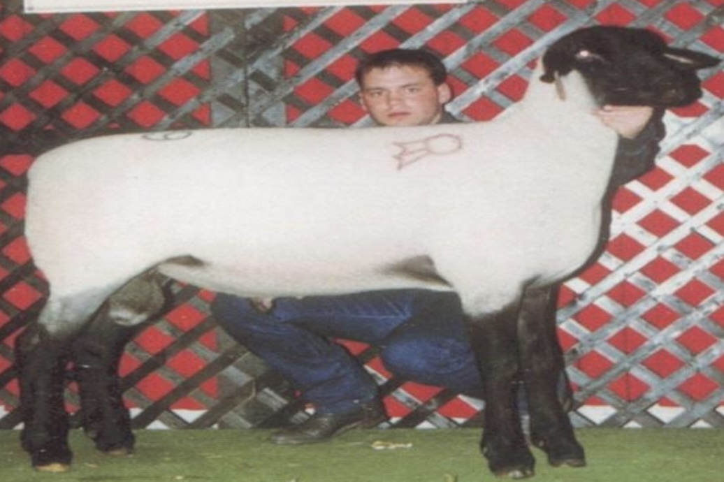<ul><li><p>﻿A <u>medium wool</u> breed</p></li><li><p>originated in southern England.</p></li><li><p>﻿Suffolk is large, blocky and muscular. The face, ears and legs are black. The breed is polled and has no wool on the head and legs.</p></li><li><p>﻿<u>Lambs grow rapidly, deposit fat at slower rate than other breeds; and produces lean and muscular</u></p></li></ul><p><u>carcasses with desirable yield grades.</u></p>