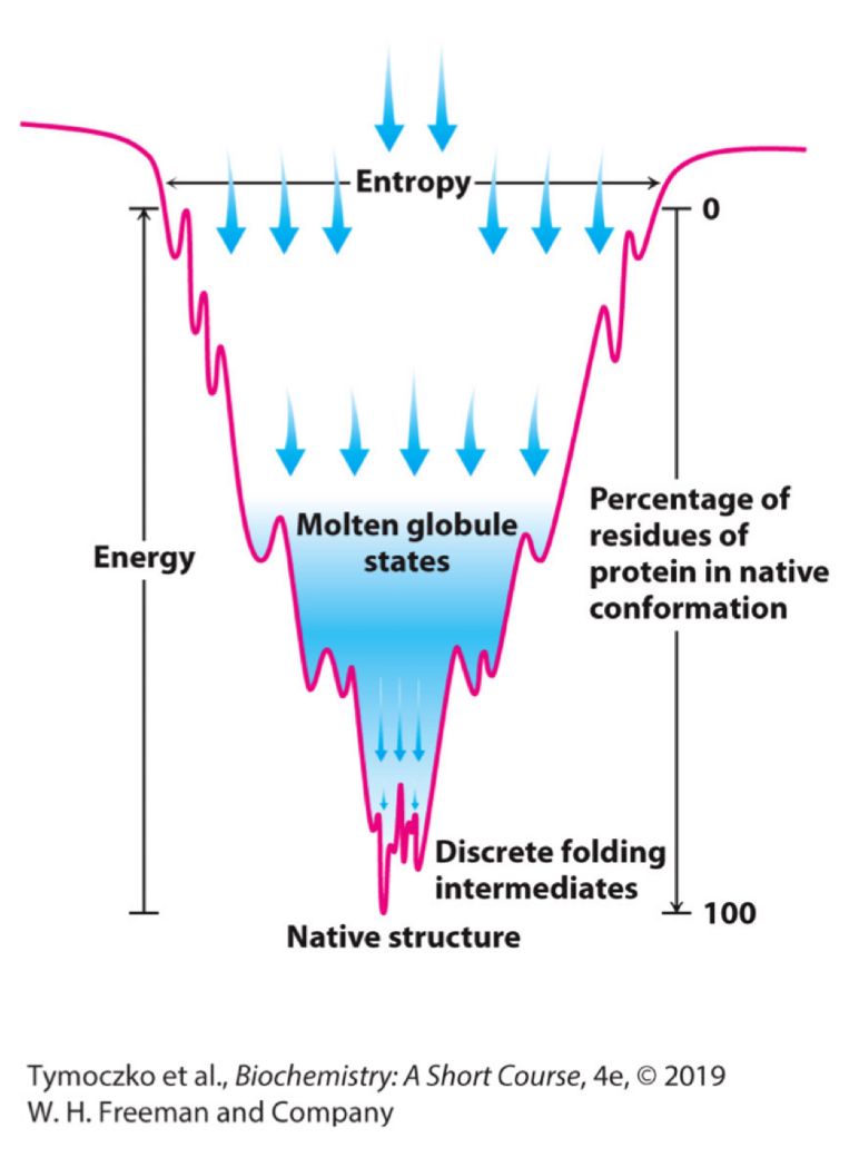 <ul><li><p>The width of the funnel represents all possible conformations of the unfolded protein</p></li><li><p>The depth of the funnel represents the energy difference between the unfolded and the native protein</p></li><li><p>Each point on the surface represents a possible three-dimensional structure and its energy value</p></li><li><p><strong>The funnel suggests that there are alternative pathways to the most stable structure</strong></p></li></ul><p></p>