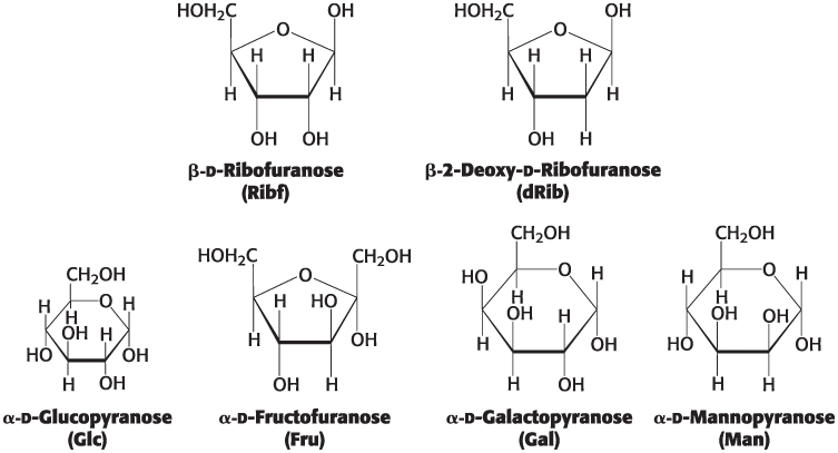 <p>Exist primarily in their ring forms</p>