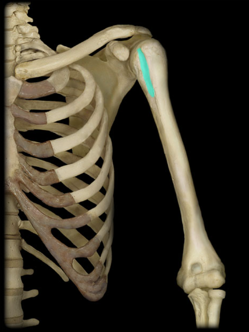 <p>Provides attachment for muscle (prominent groove between greater and lesser tubercles)</p>