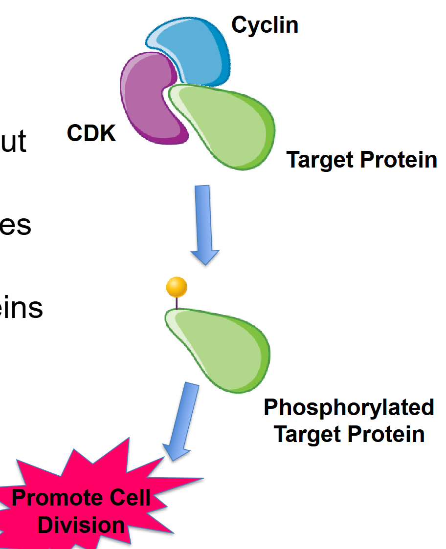 <ul><li><p><span><span>Cyclins appear and disappear throughout the cell cycle.</span></span></p></li><li><p><span><span>Cyclins activate cyclin-dependent kinases (CDKs).</span></span></p></li><li><p><span><span>Active CDKs phosphorylate target proteins</span></span></p></li><li><p><span><span>The phosphorylated target proteins</span><span><br></span><span>promote cell division and progression through the stages of the cell cycle.</span></span></p></li></ul><p></p>