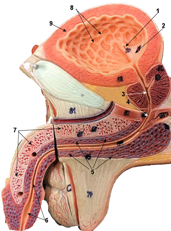 <p>what layer of the urinary bladder is 8?</p>
