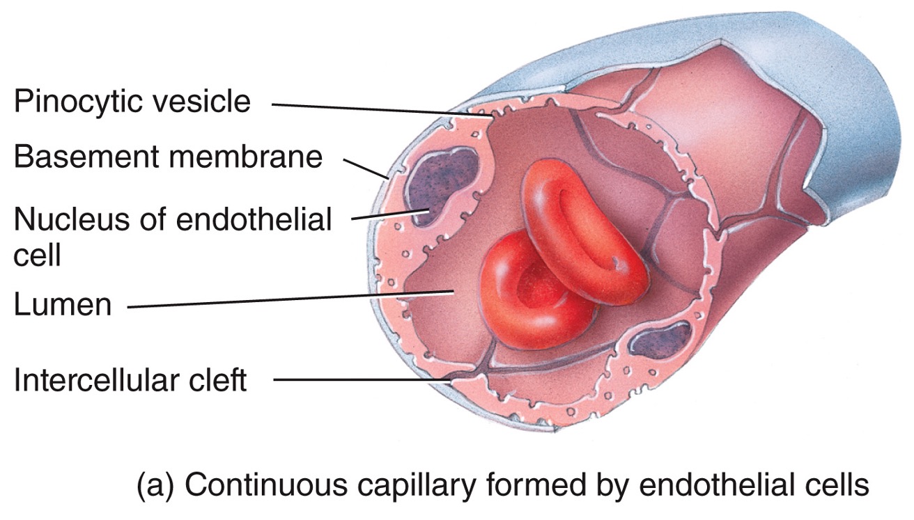 * most capillaries are tis
* found in CNS, lungs, muscle tissue, skin