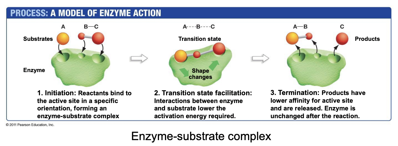 <ul><li><p>Reactants (substrates) bind to the active enzyme site</p></li><li><p>Enzyme undergoes conformational change that brings the substrates into a transition state, with lower activation energy, speeding up the reaction</p></li><li><p>Products leave the active site, and the enzyme reverts to its original shape, unchanged</p></li></ul>