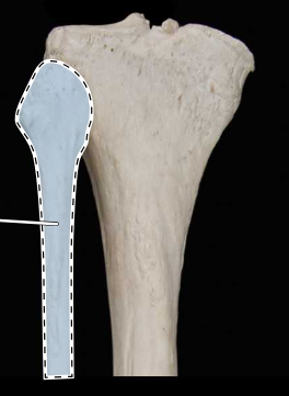 <p>Articulated tibia and fibula, posterior view, proximal end</p>