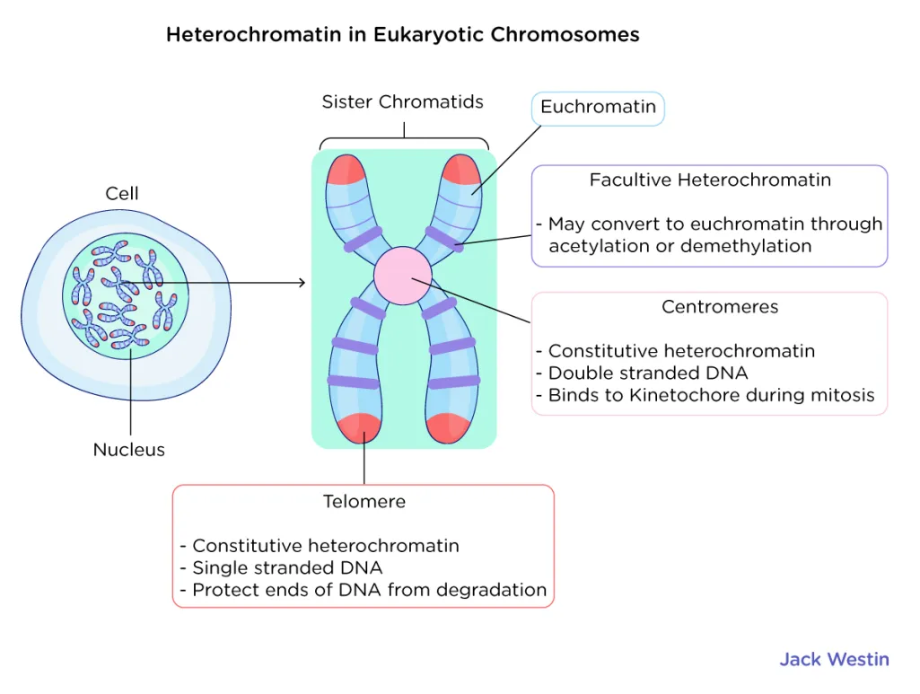 <p>more tightly, packed nucleosomes corresponds with transcriptional silencing</p><p>-H3 unmodified (meaning it lacks key post-translational modifications like acetylation or methylation)</p><ul><li><p>Acetylation of histone H3 is linked to <strong>euchromatin</strong> (active, open chromatin). When <strong>H3 is unacetylated</strong>, chromatin remains tightly packed and transcriptionally silent, characteristic of <strong>heterochromatin</strong>.</p></li></ul><p></p>