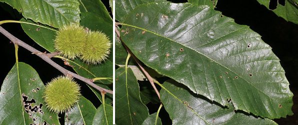 <p>Family<br>Genus<br>Species<br>Common Name</p>