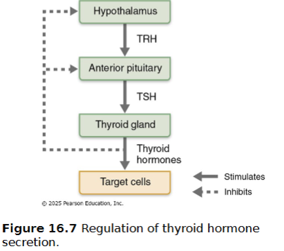 <ul><li><p>Falling TH levels stimulate release of thyroid-stimulating hormone (TSH)</p></li><li><p>Rising TH levels provide negative feedback inhibition on TSH</p></li><li><p>TSH can also be inhibited by GHIH, dopamine, and increased levels of cortisol and iodide</p></li></ul><p></p>