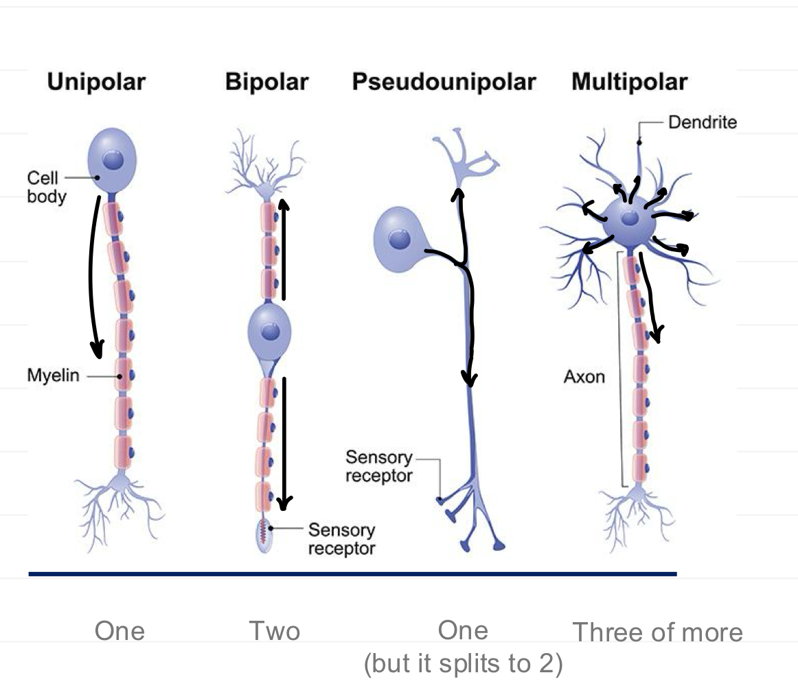 <ul><li><p>Unipolar</p></li><li><p>Bipolar</p></li><li><p>Pseudounipolar</p></li><li><p>Multipolar</p></li></ul><p></p>