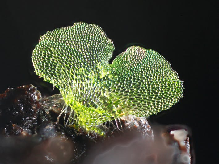 <p>What shape is a ferns gametophyte?</p>