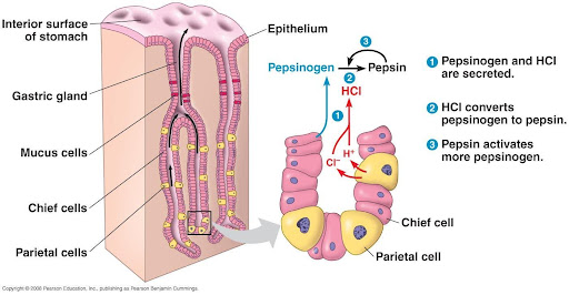 <p>cells in the stomach lining that produce <strong>pepsinogen</strong></p>