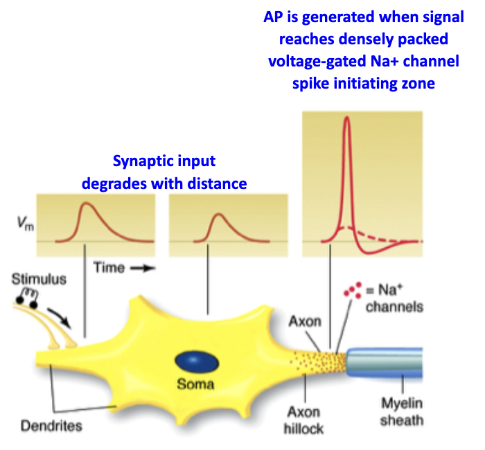 <ul><li><p>Synaptic input spreads passively → <strong>decays with distance</strong></p></li><li><p>May not be strong enough to reach target cells</p></li><li><p>If depolarization is large enough at axon hillock → passive → <strong>active propagation</strong> (AP)</p><ul><li><p>Passive spread occurs because interior of cell has less resistance than rest of the membrane</p></li><li><p>Axon hillock is densely packed with voltage-gated Na+ channels = “spike initiating zone”</p></li></ul></li><li><p>AP ensures reliable, long-distance signal transmission</p></li></ul><p></p>