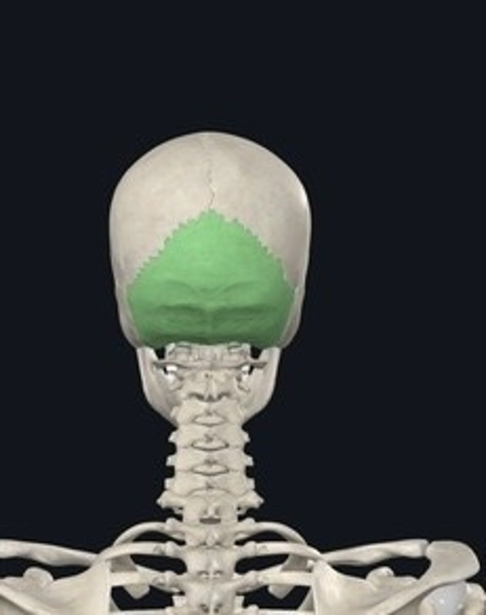 <p>Bone at the back of the skull.</p>