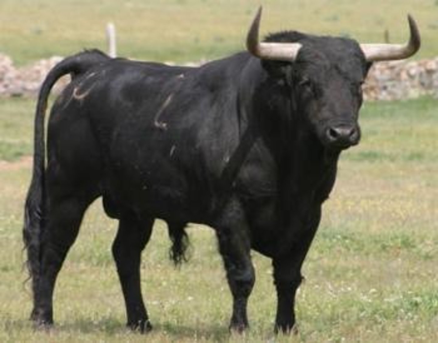<p>black, black skin and mucous, large dewlap and large long tails, only bullfighting</p>