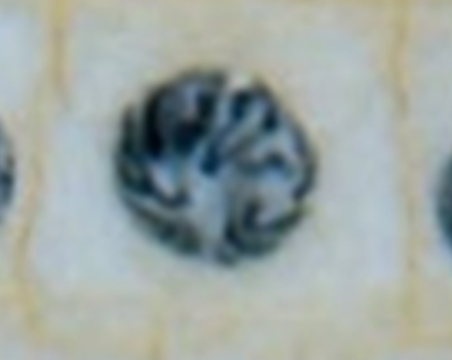 <p>Chromosomes visible &amp; disorganized. Nuclear membrane broken down.</p>