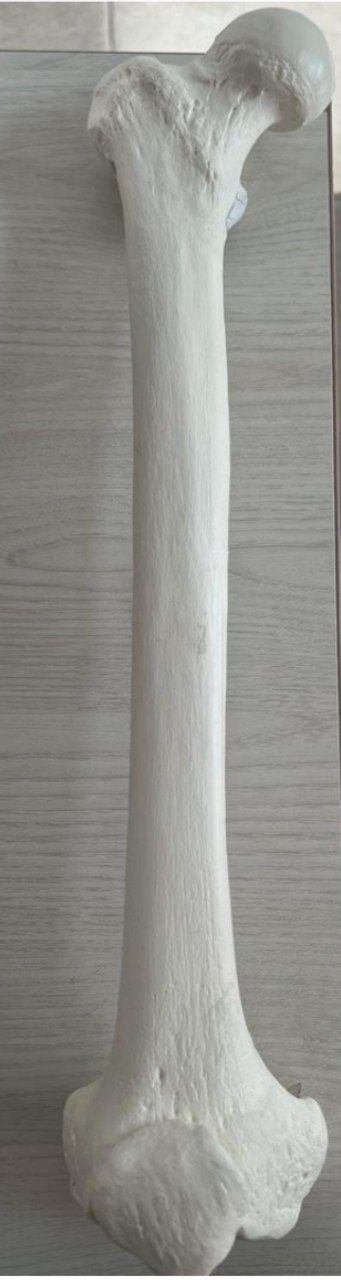 <p>Identify the bone and classify according to position and shape</p>