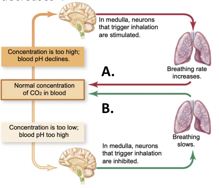 <p><span style="font-size: calc(var(--scale-factor)*27.80px);">In the diagram below, which letter should be labeled “CO</span><span style="font-size: calc(var(--scale-factor)*18.77px);">2 </span><span style="font-size: calc(var(--scale-factor)*27.80px);">concentration&nbsp;</span><span style="font-size: calc(var(--scale-factor)*27.77px);">decreases”?</span></p>