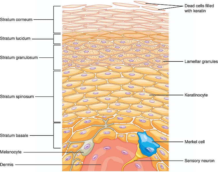 <p>Epidermis</p>