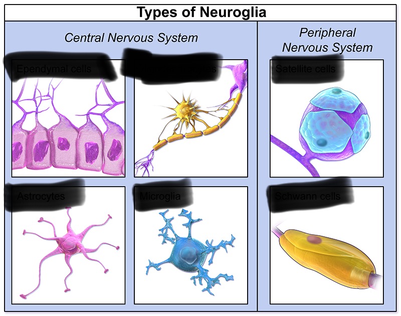 <p>Identify each glial cell </p><p>Ependymal</p><p>Microglia</p><p>Satellite</p><p>Oligodendrocyte</p><p>Astrocyte</p><p>Schwann </p>