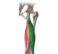 <p>What muscle is this? Origin and insertion?</p>