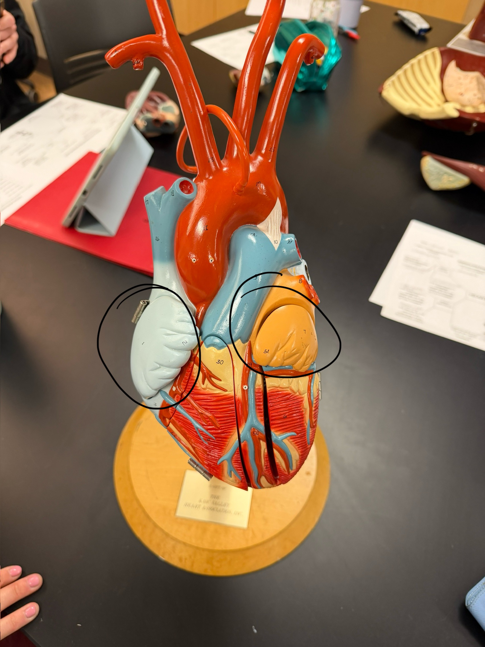 <p>name this structure</p>