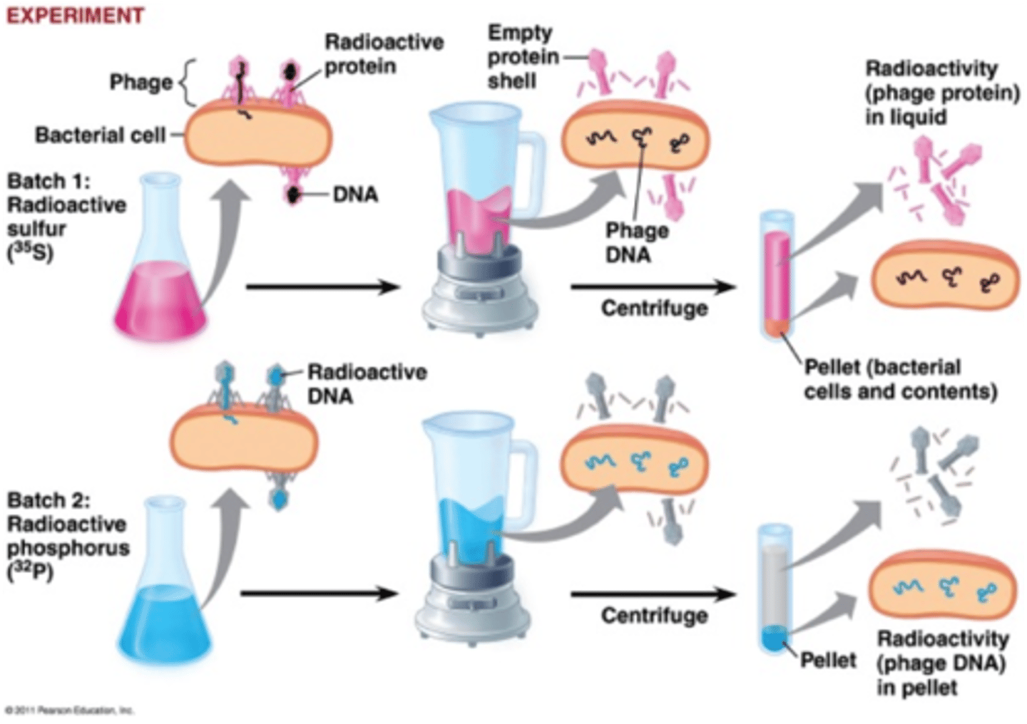 <p>Hershey-Chase experiment dealt with bacteriophages and running multiple trials: one with radio-labeling protein coats and other trials radio-labeling DNA. Their experiment concluded and confirmed that DNA is the genetic material.</p>