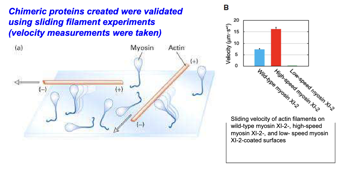<p>Using in vitro sliding filament assays to measure velocity; transformed plants carried organelles normally but at altered speeds.</p>