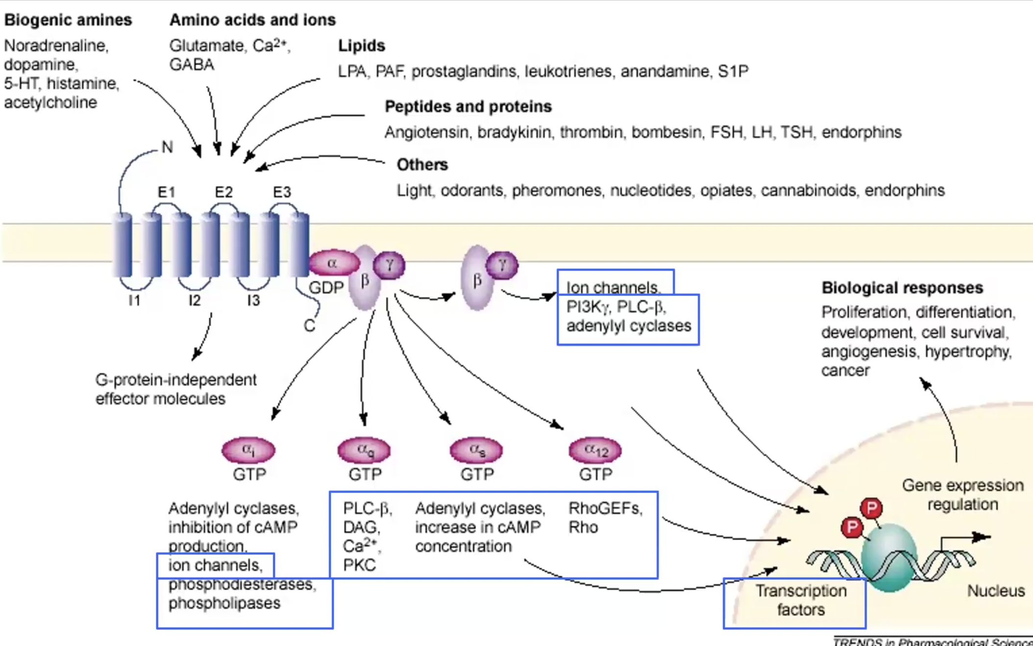 <p></p><p>ex. Cross-talk between receptors and signalling pathways can lead to r<strong>apid and longterm effects</strong>, and <strong>activate genes</strong>.</p><p></p><p>ex. g coupled proteins (like TRPV1) can regulate ion channels, also the pathways g coupled proteins activate can regulate ion channels.</p>