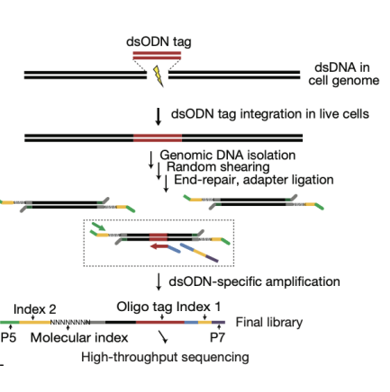 <p>GUIDE-Seq consists of two stages. In stage I, blunt-ended DSBs in the genomes of living human cells are tagged by integration of a blunt, double-stranded oligodeoxynucleotide (dsODN) at these breaks by means of an end-joining process consistent with NHEJ. In stage II, dsODN integration sites in genomice DNA are precisely mapped at the nucleotide level using unbiased amplification and next-generation sequencing</p><p>enriched through PCR so highly sensitive</p><p>only blunt-end breaks </p>