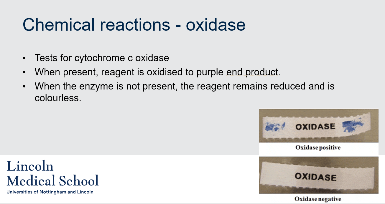 <ol><li><p>An oxidase is an enzyme that catalyzes an oxidation-reduction reaction, in which oxygen acts as the electron acceptor.</p></li><li><p>Tests for cytochrome c oxidase typically involve adding a reagent that is oxidized to a purple end product in the presence of the enzyme. If the enzyme is not present, the reagent remains reduced and is colorless.</p></li><li><p>The purple end product indicates the presence of cytochrome c oxidase. It is formed when the enzyme oxidizes the reagent.</p></li><li><p>The reagent remains colorless in the absence of cytochrome c oxidase because the enzyme is necessary for its oxidation. Without the enzyme, the reagent remains reduced and does not produce the purple end product.</p></li></ol>