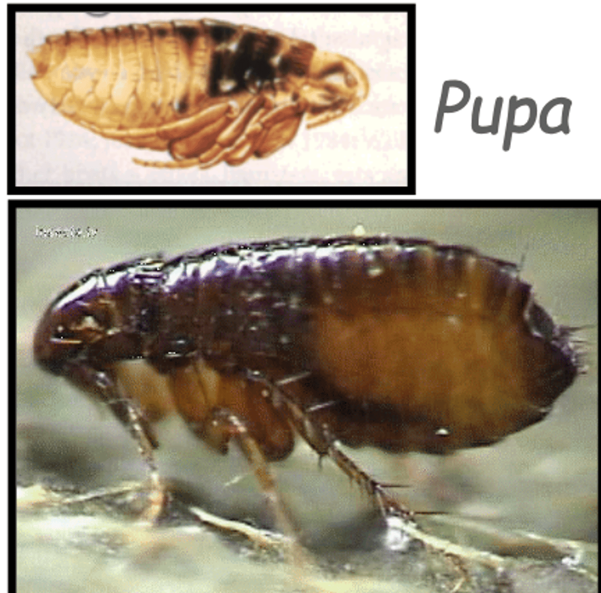 <p>this is the pupa of a ________</p>