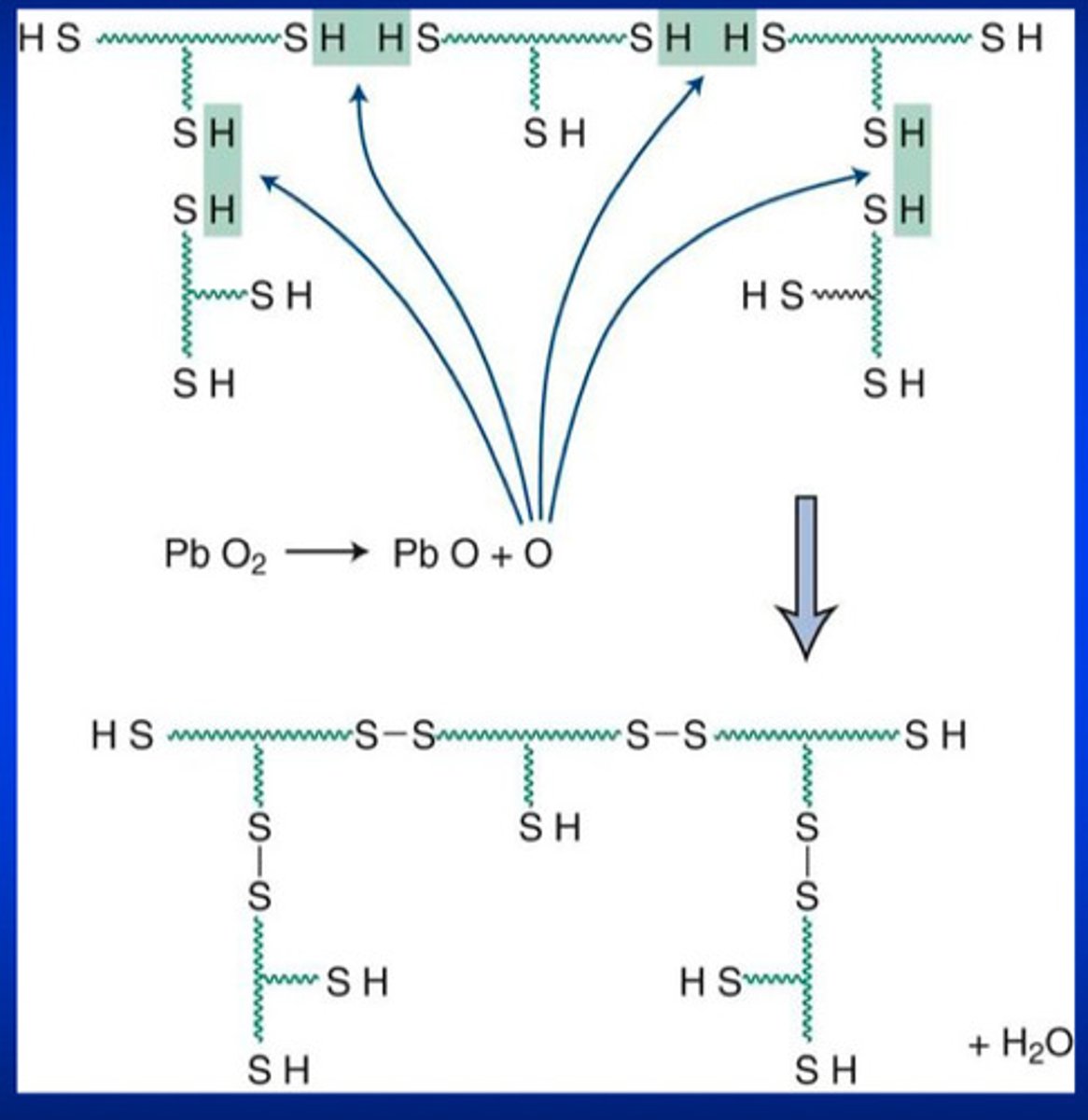 <p>1) SH groups interact with oxygen released from lead dioxide</p><p>2) completion of the condensation reaction results in water as a by product (so when the water evaporates, there is a porosity left inside the polymer material)</p>