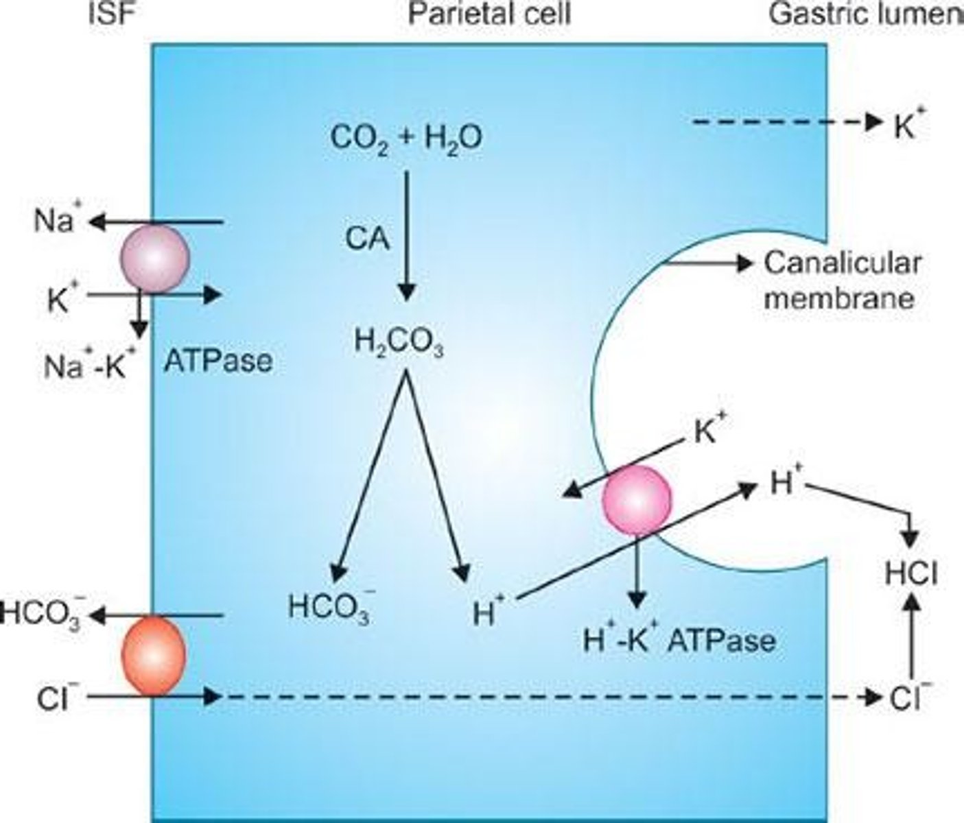<p>They secrete H+ ions into the gastric lumen, contributing to the formation of hydrochloric acid (HCl).</p>