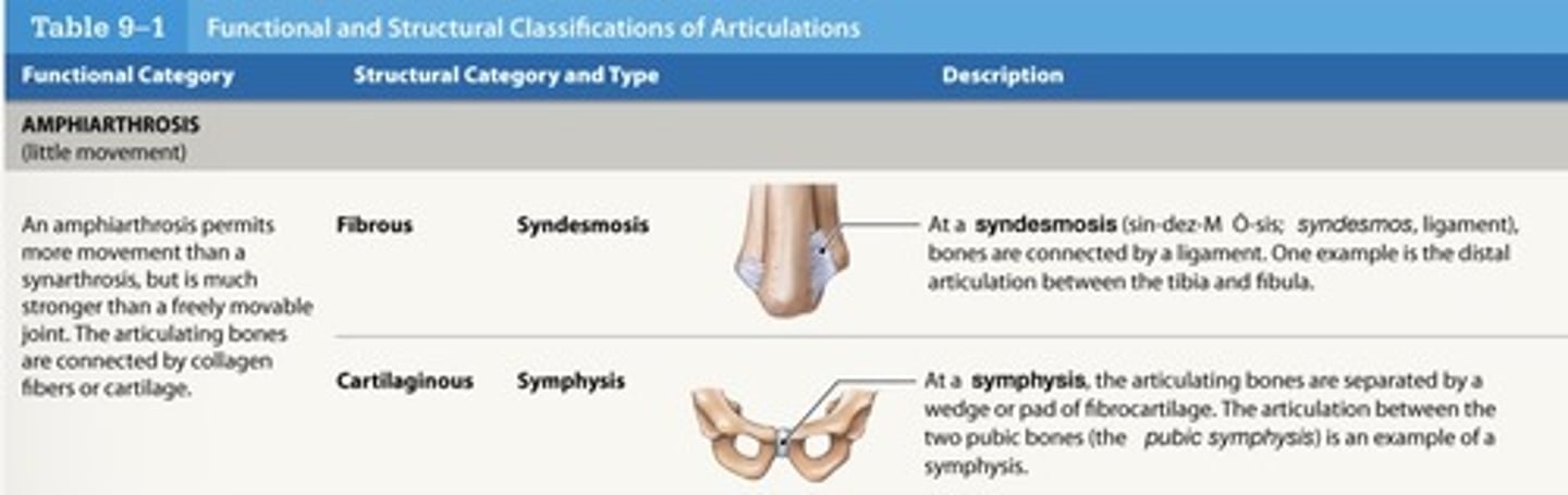 <p>syndesmosis, symphysis</p>