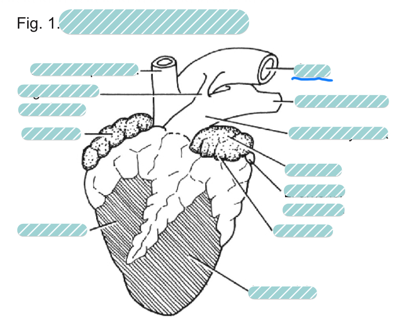 <p>What is the underlined label?</p>