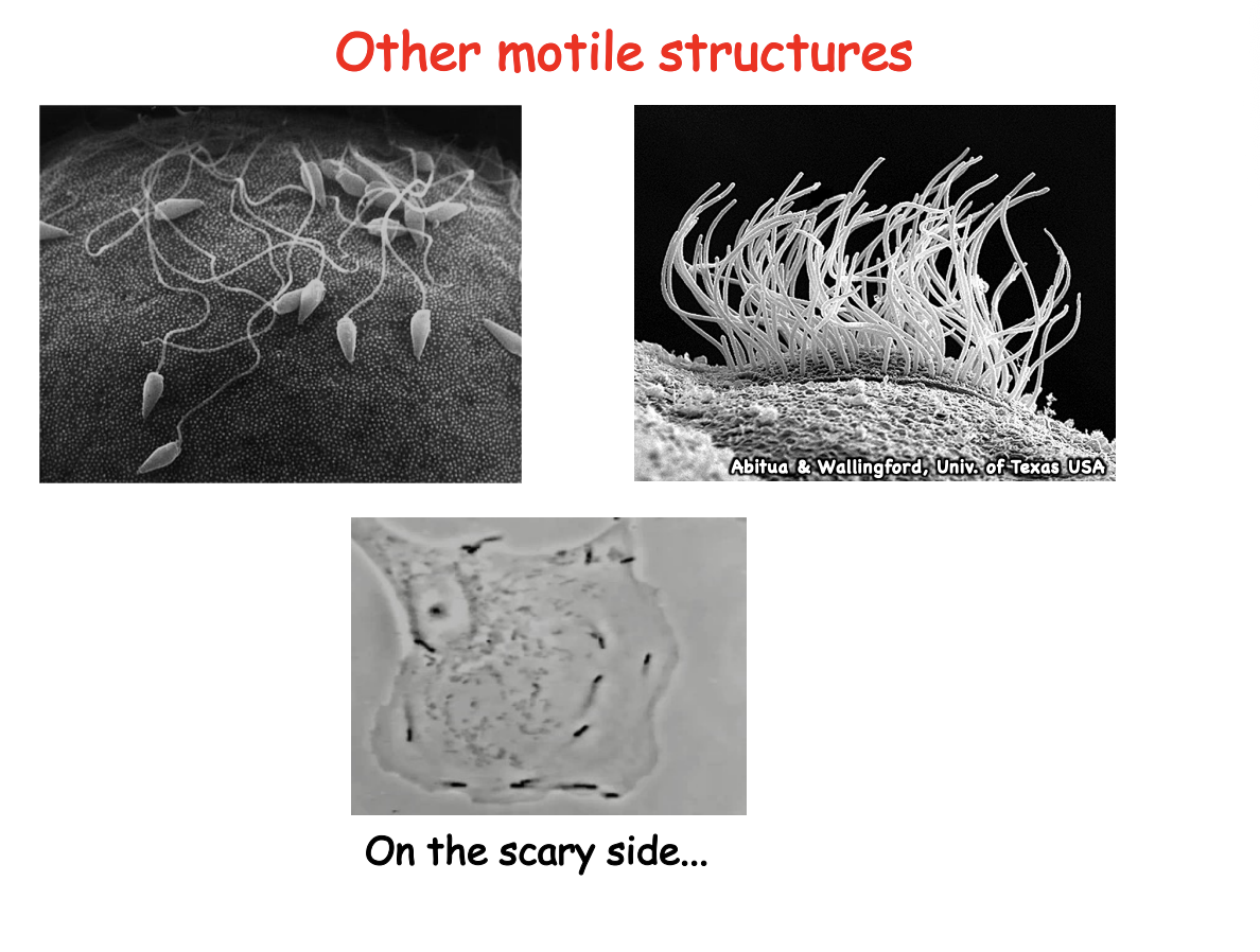 <ol><li><p>Swimming→ flagellum </p></li><li><p>Beating→ cilia</p></li><li><p>Listeria→ invading cell must hijack the cytoskeleton system to propel themselves</p></li></ol><p></p>
