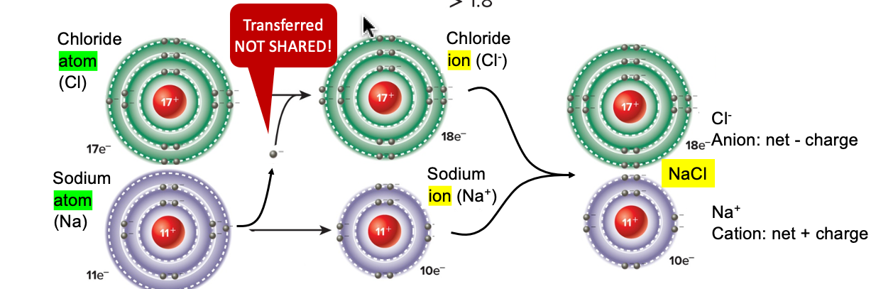 <p>ion</p>