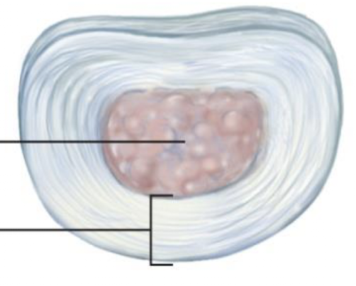 <p>what is the outer layer (blue ring)</p>