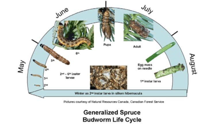 <p>Step 1: Pest ID and Biology<br><br>Spruce Budworm:<br>-Lepidoptera<br>-holometabolous<br>-has population cycles (every 30-40 yrs, lasts 10+ years)<br>-one lifecycle per year<br>-overwinter as larvae on host tree<br>-host mainly balsam fir and spruce trees and eats needles (defoliators) (feed on current and old foliage)<br>-parasitoids and lack of resources can decrease outbreak, as well as climatic factors</p>
