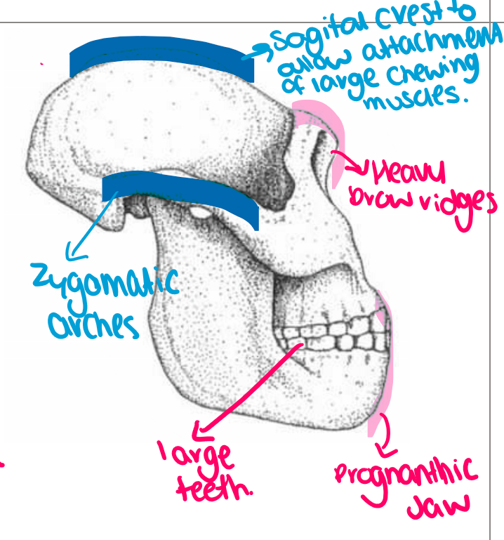 <ul><li><p><strong>southern</strong> Africa</p></li><li><p>1.8-1.2 million YA</p></li><li><p>structure for bipedalism</p></li><li><p>520cm3 cranial capacity</p></li></ul><p></p>
