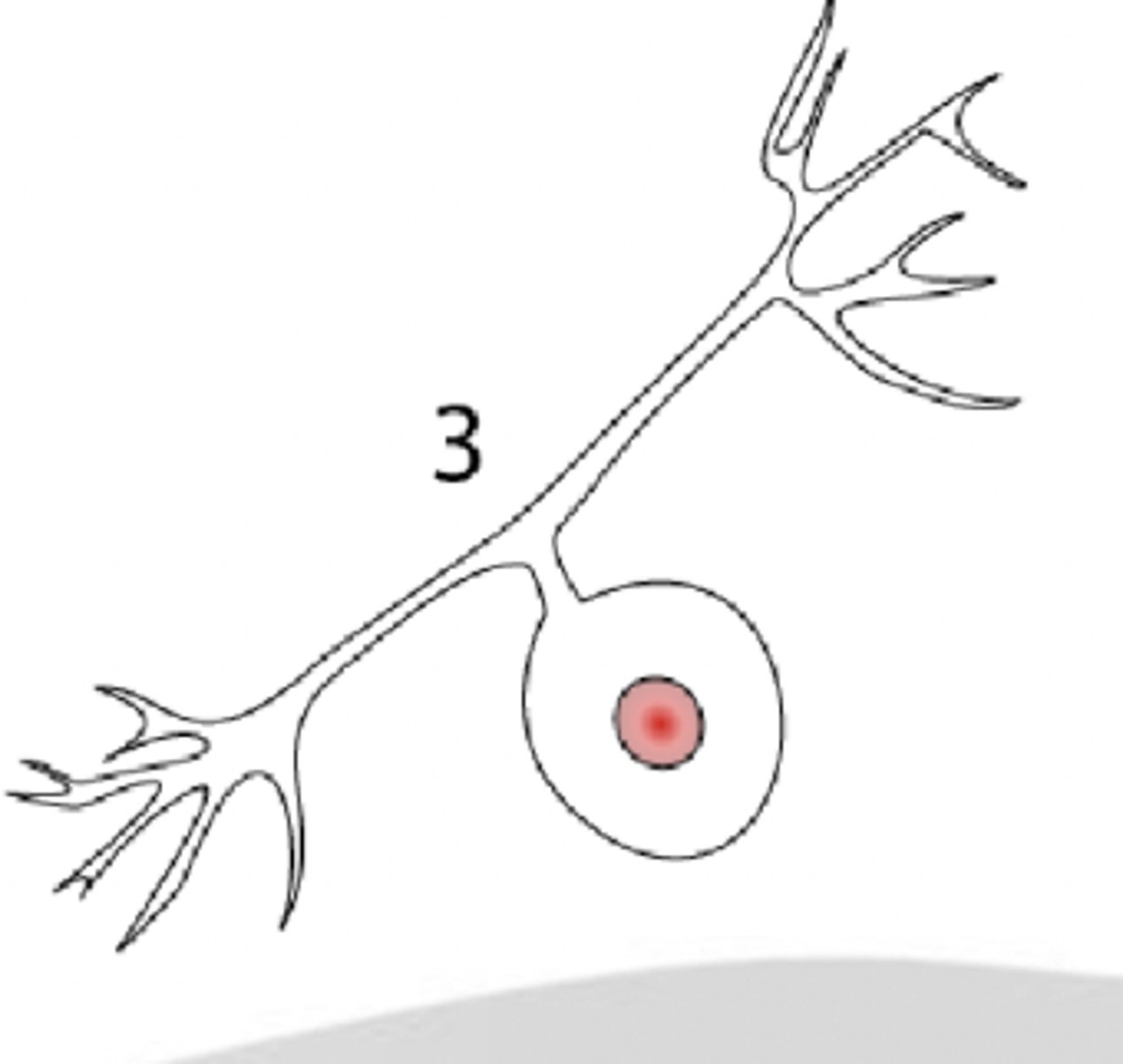 <p>- single short process from the cell body</p><p>- branches into 2 or more that extend in opposite directions</p><p>- one that is peripheral process associated with sensory perception</p><p>- primarily in afferent PNS</p>