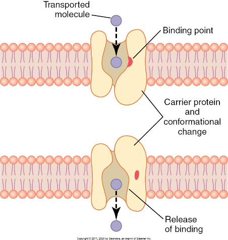 shape of a particular molecule they carry