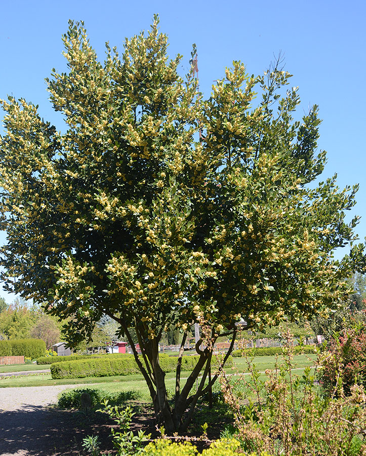 <p>California Bay Laurel</p>