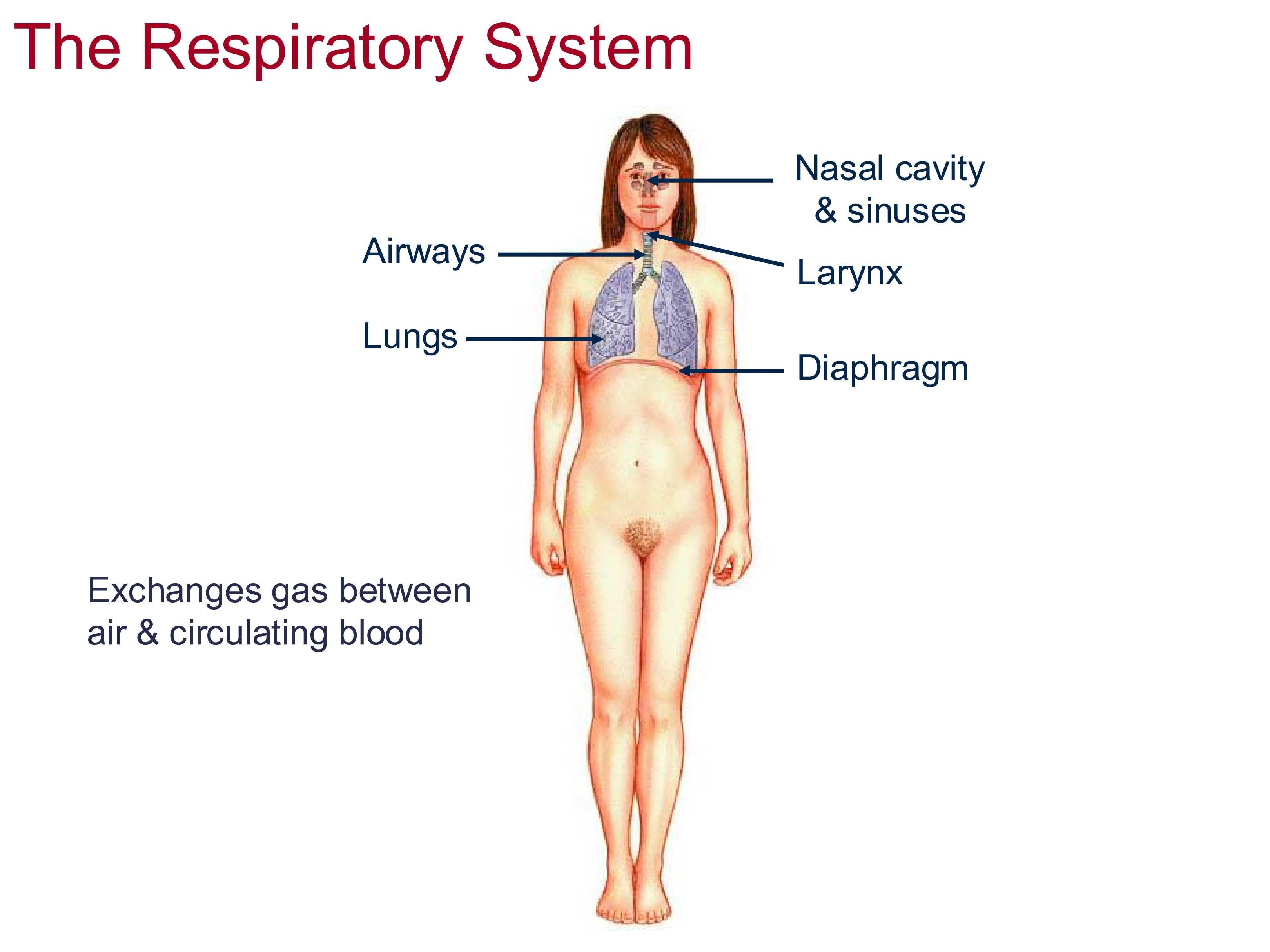 <p>Nasal Cavity + Sinuses, airways, larynx, lungs, diaphragm</p>