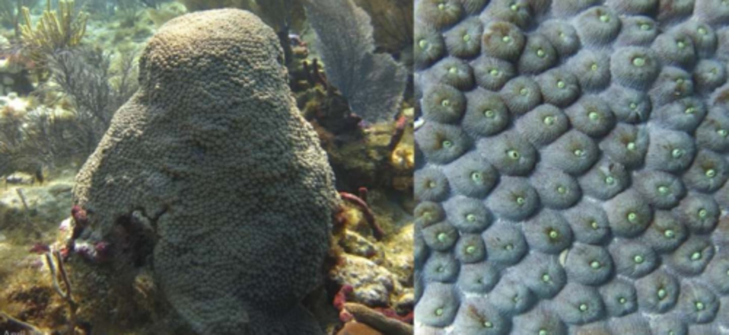 <p>Great Star Coral</p>