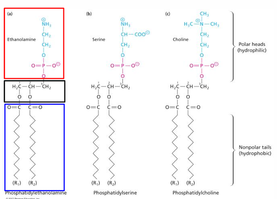 <p>Same: Glycerol w acyl chains attached covalently (Non-amphipathic)</p><p>Diff: ONLY 2 acyl chains</p><ul><li><p>Additional PHOSPHATE HEAD (what makes it amphipathic)</p></li></ul><p></p>