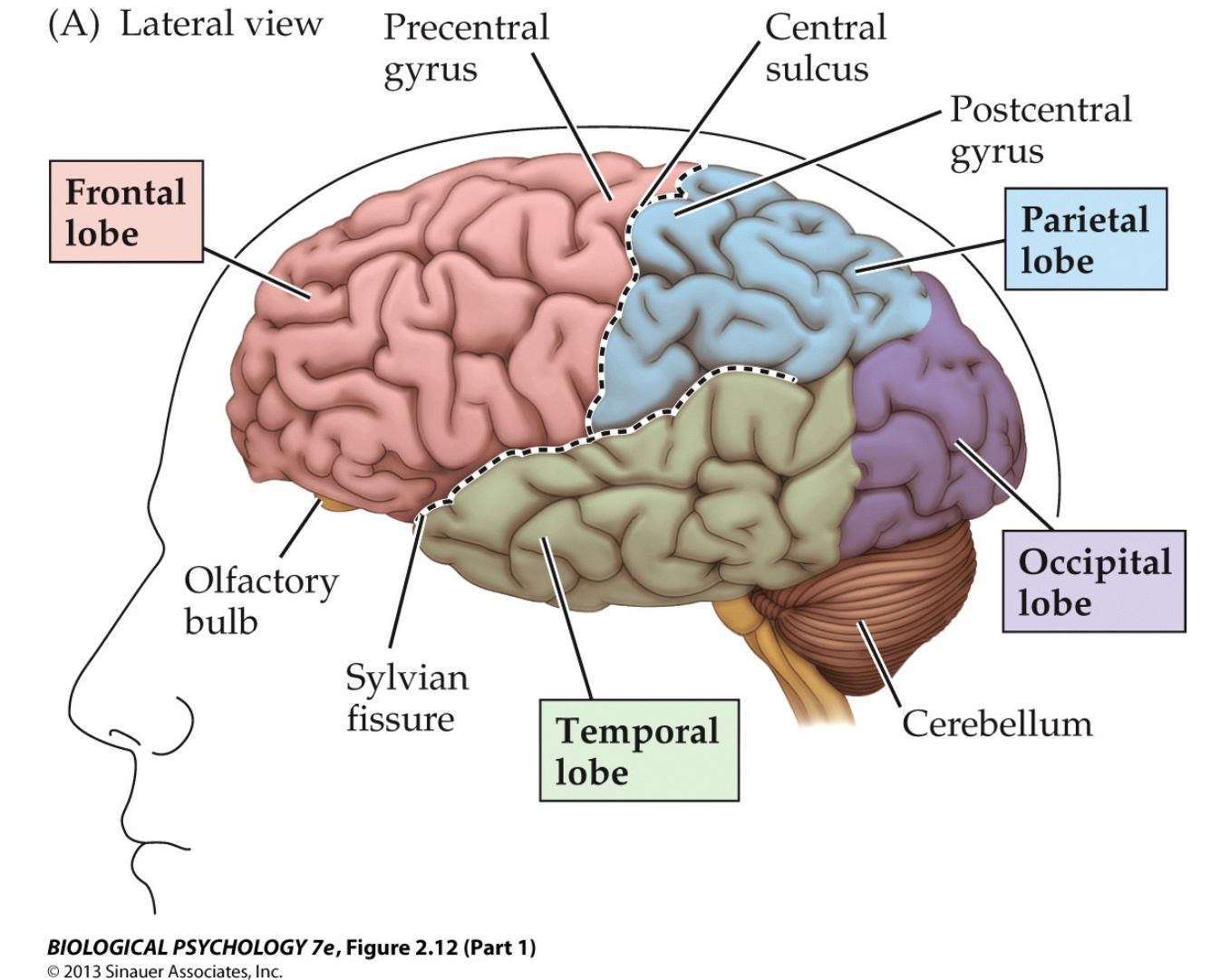 <p>one of two enlargements at the terminus of the olfactory nerve at the base of the brain just above the nasal cavities</p><ul><li><p>on the ventral side of the frontal lobes</p></li></ul>