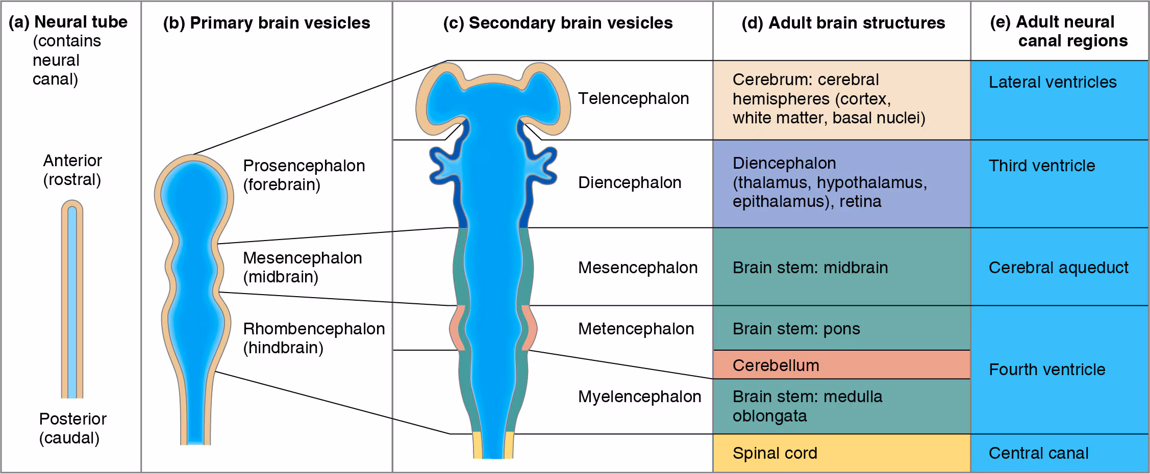 <ol><li><p>Neural Tube</p></li><li><p>Primary Brain Vesicles</p></li><li><p>Secondary Brain Vesicles</p></li><li><p>Adult Brain Structures</p></li><li><p>Adult Neural Canal Regions</p></li></ol>