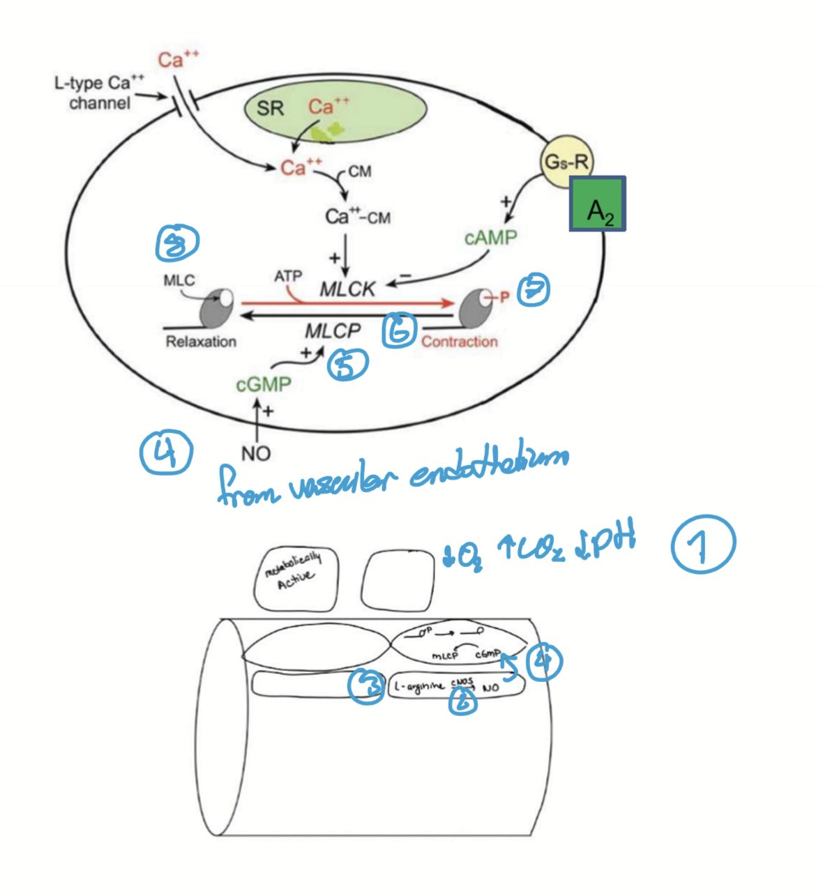 <ol><li><p>High metabolic factors or high sheer stress (low O2, high CO2, low pH)</p></li><li><p>Increases cNOS (constitutive nitric oxide) </p></li><li><p>cNOS converts L-arginine into Nitric Oxide (NO)</p></li><li><p>NO diffuses into VSM</p></li><li><p>Increases cGMP</p></li><li><p>Increased MLC phosphatase</p></li><li><p>Dephosphorylation of myosin</p></li><li><p>Relaxation and vasodilation to increase blood glow </p></li></ol><p></p>
